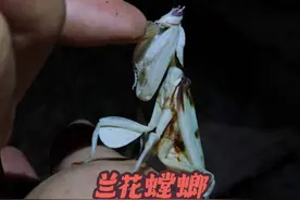 版纳邂逅神奇的兰花螳螂 #科普知识#动物驯化#神奇动物
