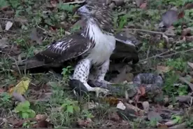 雄鹰捕杀猛踩毒蛇活吃！啄烂蛇身奄奄一息，实拍画面罕见
