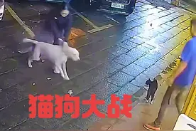 嚣张狗狗街头欺负猫咪，不料碰到狠茬子直接被教做狗！视频封面