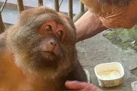 星星看师太的眼神都好温柔啊，和看别人的明显不一样#独臂猴星星 #峨眉山的猴子 #人与动物和谐共处 #神奇动物在抖音视频封面