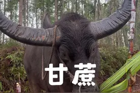 甘蔗 喜欢吃甘蔗，农村水牛。#甘蔗 #水牛 #纯真 #农村 #吃草视频封面