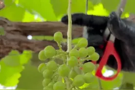阳光玫瑰葡萄赤霉素处理 通常会在开花前后进行两次处理： •第一次：开花前或开花期 → 促进无籽化； •第二次：开花后（果粒约4mm左右） → 促进果粒膨大。 #葡萄 #阳光玫瑰葡萄 #巨峰葡萄 #农业种植技术 #日本农业