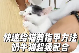 一个人快速给猫咪剪指甲，绝招！黑八黑桃特别配合，但是最后布偶猫太无敌了…#小奶猫的成长日记 #奶牛猫 #布偶猫 #科学养宠攻略 #萌宠出道计划