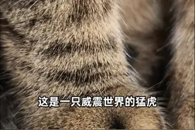 这是一只威震世界的猛虎…… #猫咪 #狸花猫 #狸花猫真的不好惹视频封面