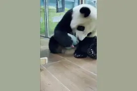 青姐讲妹猪的名字是怎么来的，是大良外东先叫的。#大熊猫# #大熊猫妹猪# 