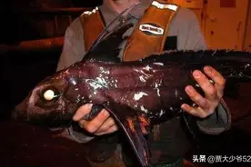 33张罕见生物照：鱼群在浪中被冻成冰雕，南洋鸡能下彩色鸡蛋图片