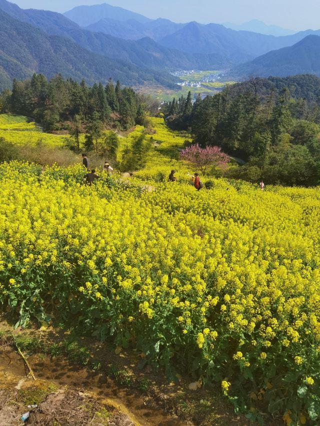 清明小假期不知去哪？来婺源看最美的乡村，把春天都锁在油菜花里