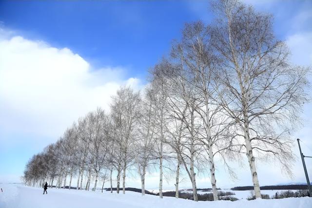 日本网红打卡地快被外国游客 “霍霍” 没了？京都岚山被逼砍竹林！