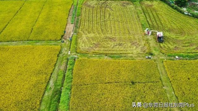 上班暂停，来东莞看稻田吧！