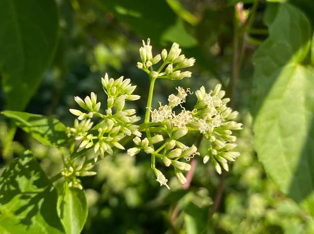 麒麟山真理公园1：这里的美景惊艳整个黄埔，你来过这里吗？