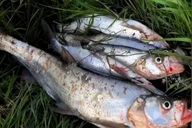 用药物浸泡活泥鳅，钓捕大量翘嘴鱼，“泥鳅钓鱼”已经人人喊打图片