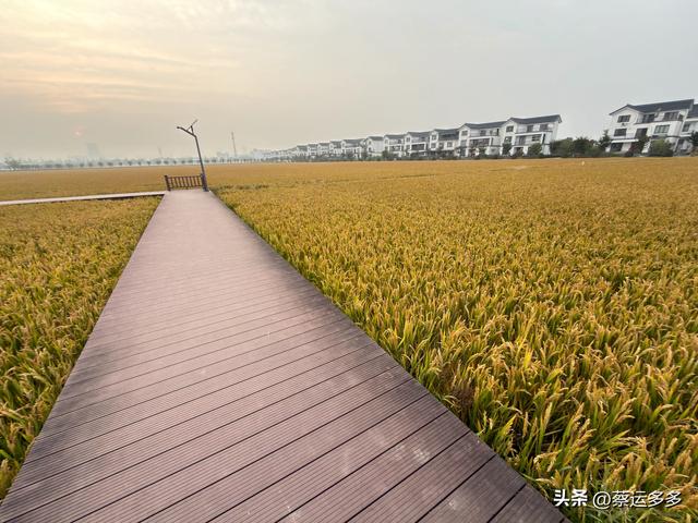 上海的乡村美得我头晕目眩