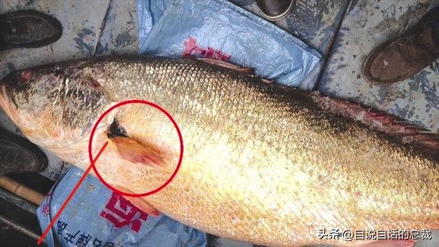 墨西哥花胶多少钱一克 2025年墨西哥花胶多少钱一克价格