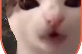 猫meme好！人坏！图片