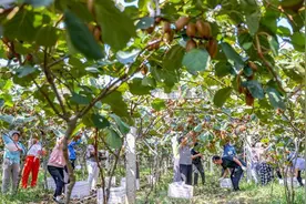 周至猕猴桃又夺得两项大奖图片