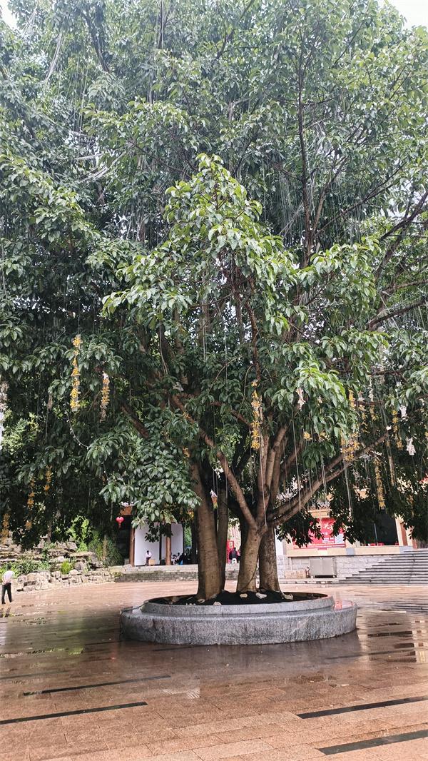 兴义穿云洞休闲广场有一团“五子登科”大榕树