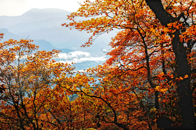 跟着赛事游随县丨大洪山顶级赏秋地更新！银杏最佳观赏期已到！