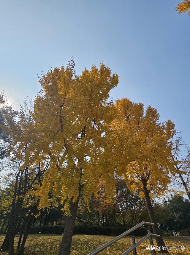 金色的银杏叶，犹如一位金甲战士，矗立于大自然中，吸引众人观赏