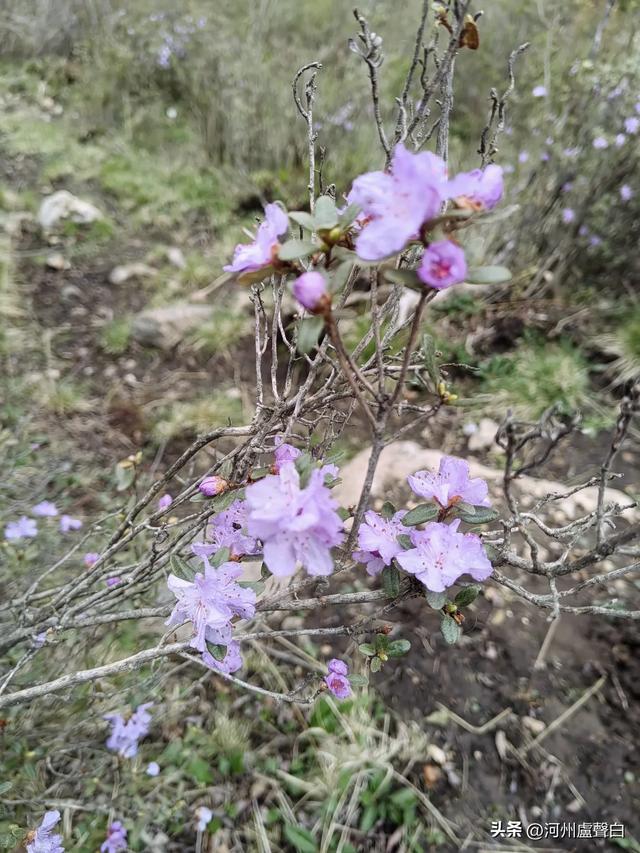 渭源双石门*石门雪山的杜鹃花