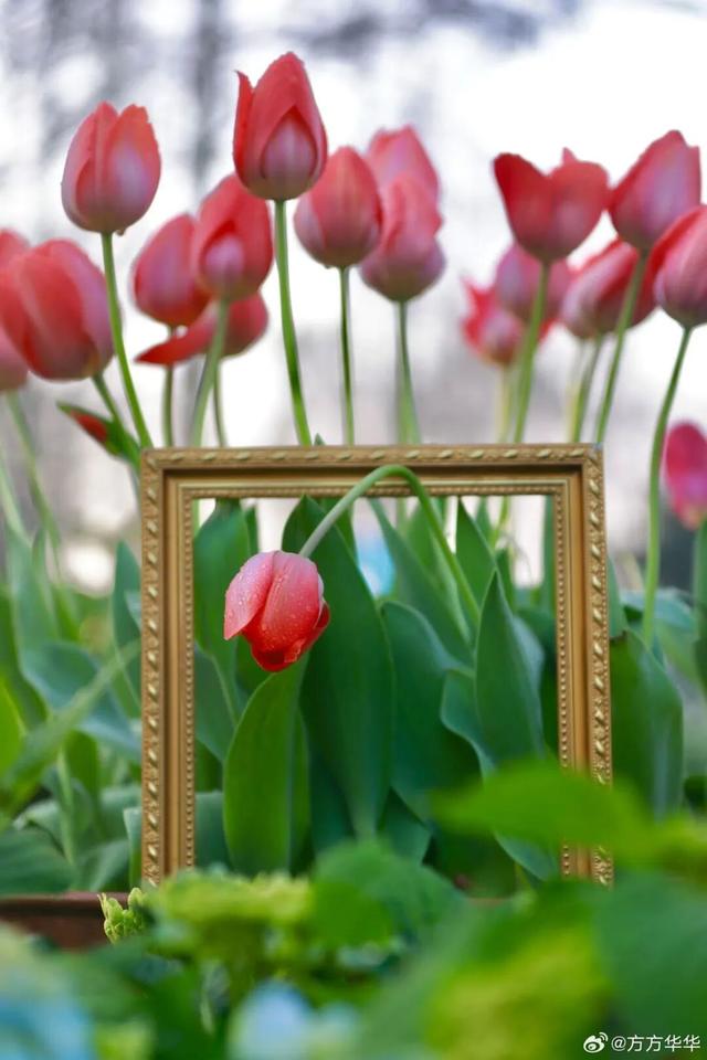 被南京郁金香花海惊艳到了