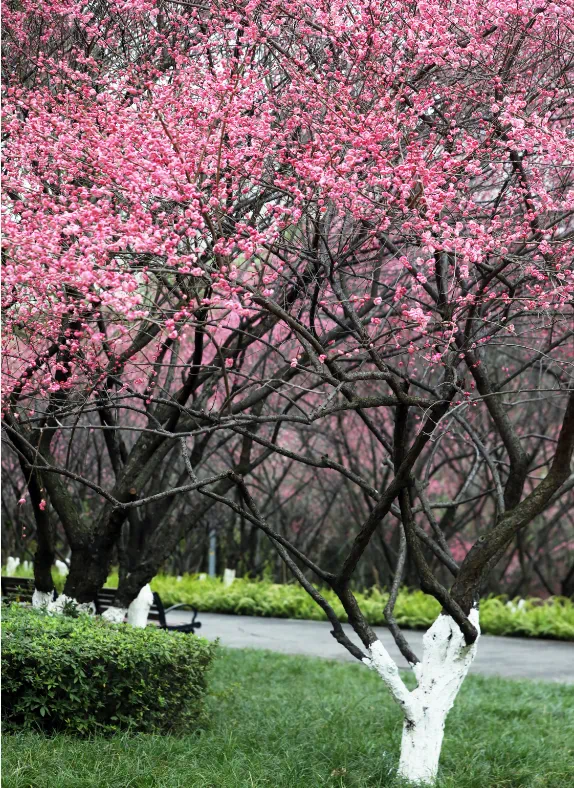 千真万确！渝北，入春了！