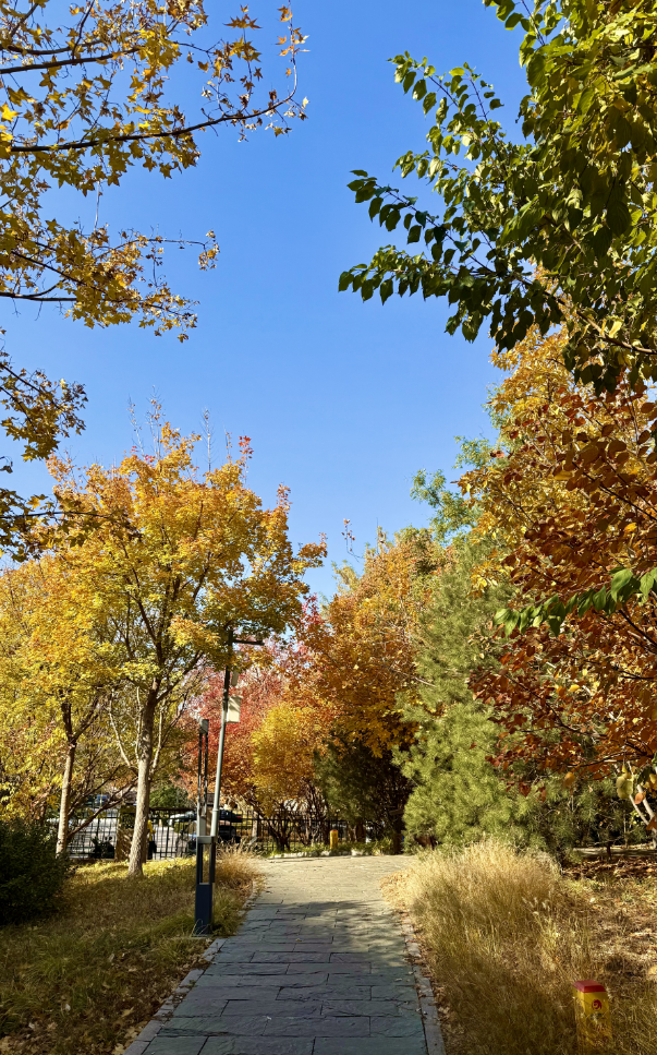 莲花池公园满目鎏金，这个周末等您来赏→