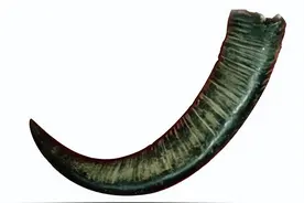 颜陵君话中医：赛黄金犀牛角的替代品——水牛角图片