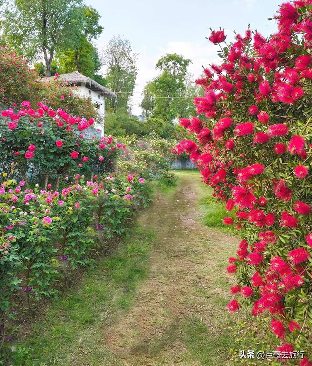 成都玫瑰、月季花开爆了，免费才最美，采摘玫瑰低至1元，划算！
