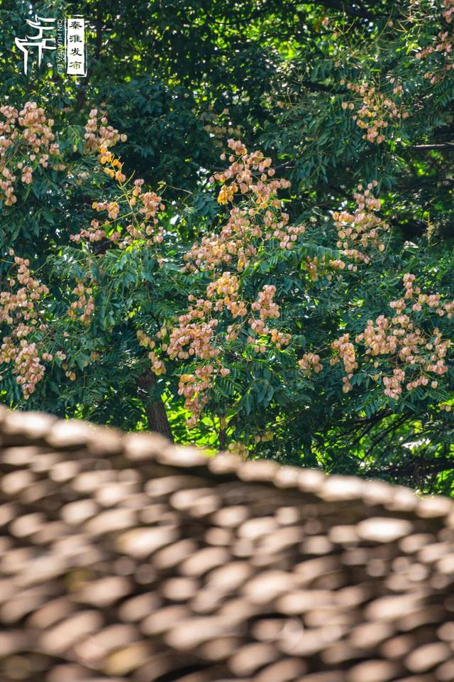 花样秦淮｜栾花绽放金秋至