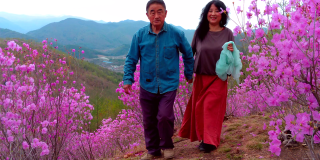 闻名省内外的“本溪地区最大的野生映山红花海”即将迎来观赏季