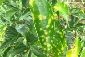 这个杀菌组合，3-12秒快速杀灭病菌，真菌细菌根腐病毒都管！图片