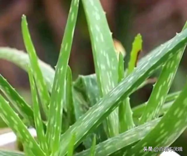 山东一男子晒离家5年的芦荟，枝繁叶茂惊呆众人，网友:成精了