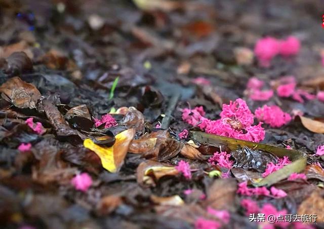 成都冷门紫薇花公园，满园紫粉超美，不要门票，公交车直达！