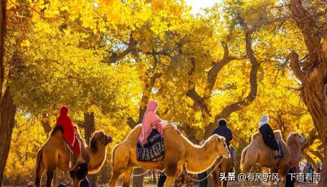 额济纳胡杨：为何枯木、遗址与烟火，反倒成了最动人的风景？