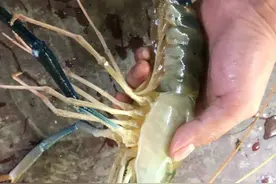 江苏钓友竟钓起“巨型河虾”，外来物种入侵警报再响？图片