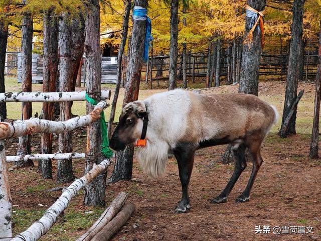 在深秋的根河邂逅驯鹿