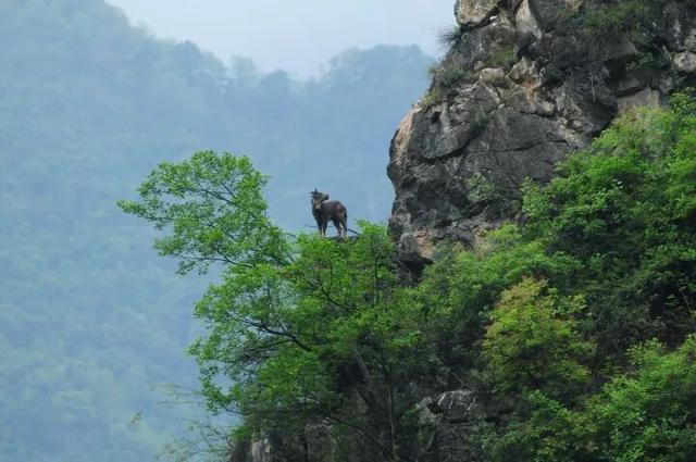 广元不远 周末优选 | 又是紫荆又是奖牌的，唐家河你成功引起了我的注意！