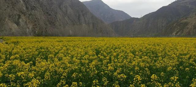礼县滩坪镇：千亩油菜花竞相绽放 赴一场春日金色之约