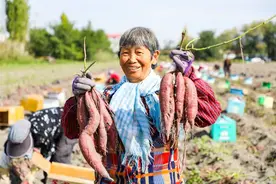 【中国农民丰收节】红薯产销旺 大葱长势好 高新区（新市区）秋季农产品喜获丰收图片