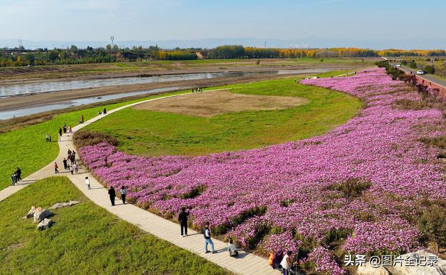 山西襄汾：波斯菊花开 美景醉游人
