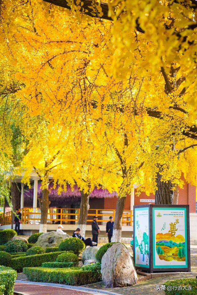 落叶缓扫～24处叶景打卡地延长“营业”时间
