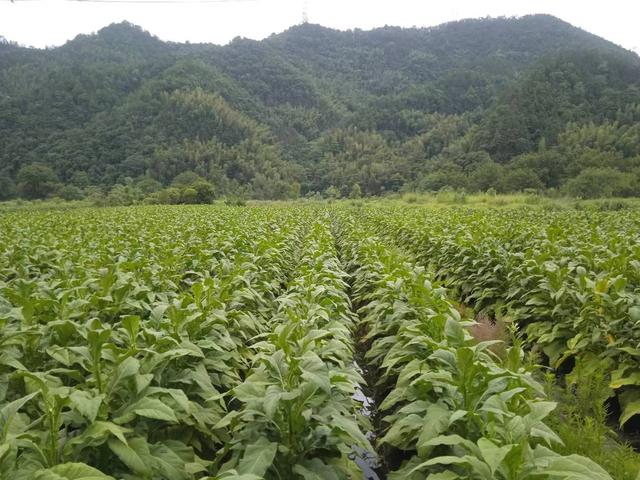 端阳喜伴小溪河，独有诗心迷远足——徒步小溪河散记（一）