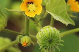 常见野草“苘麻”，我们叫“磨盘草”价值高，现在很少人认识它图片