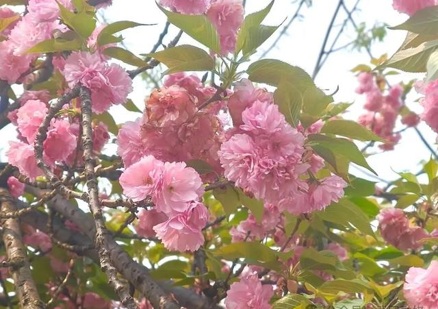 粉了！美了！醉了！这里的樱花最佳观赏期已到，美成童话