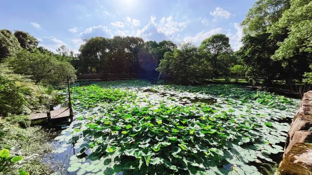 2025成都初秋图鉴|高粱红、稻田黄、草海粉…限定美景打卡!