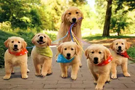 狗妈妈与幼崽的情感到底有多深？图片