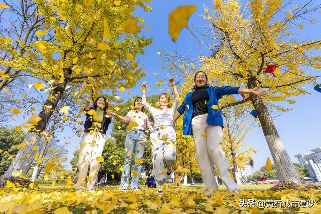 此刻 黄石下起黄金雨！