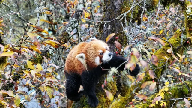 在雅安！！这么美的雪景我当然狠狠宣传啊啊啊！！