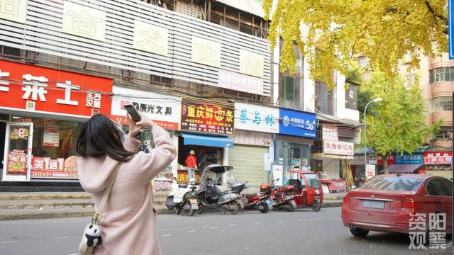 雁城小北街银杏披“金甲” 市民打卡享受冬日浪漫