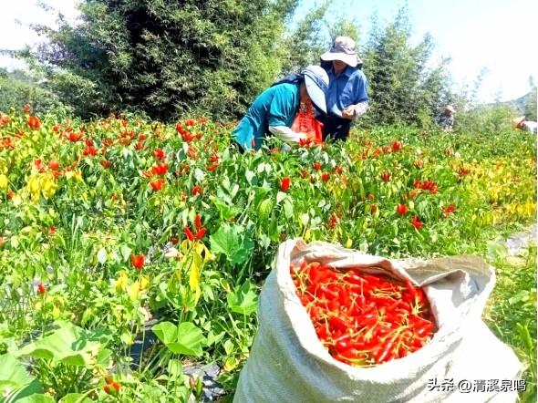 在必背镇的烟火与诗意里，遇见振兴新章——瑶乡秋行记